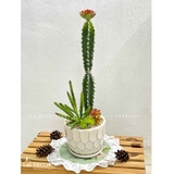 CHẬU XƯƠNG RỒNG TRANG TRÍ NHÀ CỬA- CC863