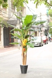 CÂY CHUỐI CẢNH (230cm) - LC1598