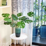 BÌNH MONSTERA DECOR ĐỘC ĐÁO- CC755