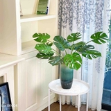 BÌNH MONSTERA DECOR ĐỘC ĐÁO- CC755