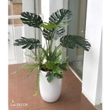 Chậu cây Monstera trang trí tiểu cảnh nhà Landecor (85cm) - LC3057 Mix