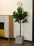 CÂY BÀNG SINGAPORE TRANG TRÍ NỘI THẤT (150cm) - LC2772