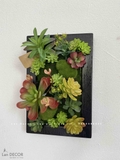 KHUNG TRANH RÊU SEN ĐÁ DECOR ẤN TƯỢNG- KTR015 (20x30cm)