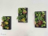 KHUNG TRANH RÊU SEN ĐÁ DECOR HIỆN ĐẠI- KTR012 (20x30cm)