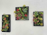 KHUNG TRANH RÊU SEN ĐÁ TREO TƯỜNG NỔI BẬT- KTR011 (20x40cm)