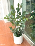 Cây Giả- Cây Kim Tiền Giả Decor Nội Thất (115cm)- CC1138
