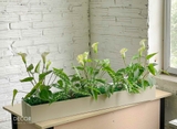 BỒN HOA LAN Ý 1M TRANG TRÍ TIỂU CẢNH - BC117