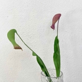 Hoa Giả- Cành Hoa Nắp Ấm Trang Trí (75cm) - HC1235