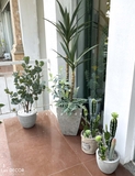 Cây Yucca trang trí Lan decor - cây giả trang trí 100cm - LC3275