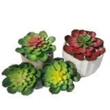 Cành sen  đá decor Trang trí nhà cửa, chậu cây     -   Sen đá 65