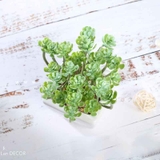 Sen đá  decor trang trí nhà cửa , chậu cây  -   Sen đá 35