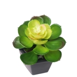 Cành sen  đá decor Trang trí nhà cửa, chậu cây     -   Sen đá 65