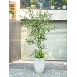 CHẬU CÂY OLIU GIẢ DECOR ẤN TƯỢNG (170CM)- CC763