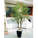 CÂY OLIU DECOR SÂN VƯỜN PHONG CÁCH BẮC ÂU- CC722