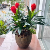 Cây Giả Decor- Cây Phát Lộc Hoa Đỏ Trang Trí Không Gian Sống Động (cao 120cm, tán 65cm)- CC1132