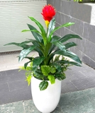 Cây Giả Decor- Cây Phát Lộc Hoa Đỏ Trang Trí Không Gian Sống Động (cao 120cm, tán 65cm)- CC1132