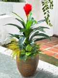 Cây Giả Decor- Cây Phát Lộc Hoa Đỏ Trang Trí Không Gian Sống Động (cao 120cm, tán 65cm)- CC1132