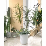 Cây Giả Decor - Cây Phất Dụ Tiểu Cảnh Trang Trí (150cm) - LC2902-3 MIX