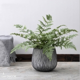 Cây dương xỉ cây cảnh trang trí nhà đẹp (50cm) - LC353-1