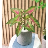 CÂY LÁ MÔN ĐỎ TRANG TRÍ NHÀ ĐẸP (40cm) - LC3258-1