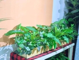 Bồn cây lá môn trang trí tiểu cảnh Lan Decor - BC079