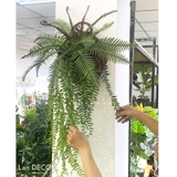 Giỏ dương xỉ ốp tường trang trí nội thất Lan Decor - CC438
