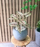 CÂY LÁ MÔN HỒNG TRANG TRÍ NHÀ ĐẸP (40cm) - LC3258-2