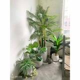 Cây dừa cảnh trang trí nhà đẹp Landecor ( 165cm) - LC3062