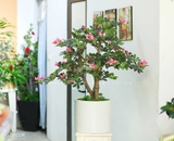 Cây hoa Đỗ Quyên dáng bonsai trang trí LanDecor (100cm) - CC550