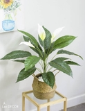 CÂY LAN Ý TRANG TRÍ KHÔNG GIAN HIỆN ĐẠI SANG TRỌNG (70cm) - LC2926