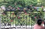 Dây hoa Đỗ Quyên trang trí ban công (230cm) - CC519