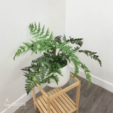 Cây dương xỉ cây cảnh trang trí nhà đẹp (50cm) - LC353-1