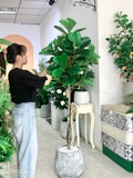CHẬU CÂY BÀNG SINGAPORE TIỂU CẢNH TRANG TRÍ (180cm) - LC2773-1 mix