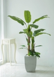 CHẬU CÂY CHUỐI CẢNH MIX TRANG TRÍ NHÀ HIỆN ĐẠI LAN DECOR (180CM)- CC668