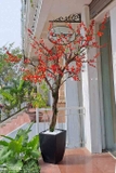 Cây đào đông trang trí ngày tết LanDecor cao 2,5m - CC570
