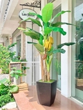 CÂY CHUỐI CẢNH (200cm) - LC2648-1
