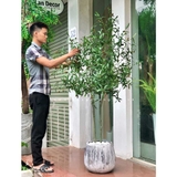 Cây oliu trang trí nội thất LanDecor (185cm) - CC512