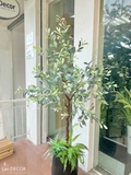 CHẬU CÂY CÀ PHÊ TIỂU CẢNH PHONG CÁCH BẮC ÂU TRANG TRÍ (170cm) - CC417 MIX