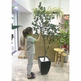CÂY BẠCH ĐÀN TRANG TRÍ KHÔNG GIAN XANH LAN DECOR (210CM) - LC3033
