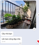 CÂY LÁ MỘC   (210cm) - LC5866