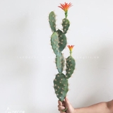 Xương Rồng Decor -Xương Rồng Bẹ Hoa Cam Decor (65cm) - HC985