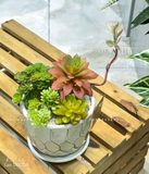 CHẬU SEN ĐÁ DECOR KHÔNG GIAN- CC856