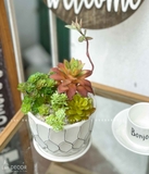 CHẬU SEN ĐÁ DECOR KHÔNG GIAN- CC856