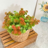 Sen đá  decor trang trí nhà cửa , chậu cây  -   Sen đá 35