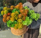 Sen đá  decor trang trí nhà cửa , chậu cây  -   Sen đá 45