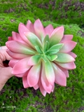 Sen đá  decor trang trí nhà cửa , chậu cây  -   Sen đá 35
