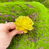 Cành sen  đá decor Trang trí nhà cửa, chậu cây     -   Sen đá 15