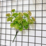 Sen đá  decor trang trí nhà cửa , chậu cây  -   Sen đá 35