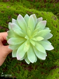 Sen đá  decor trang trí nhà cửa , chậu cây  -   Sen đá 35