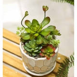 CHẬU SEN ĐÁ GIẢ TRANG TRÍ TỰ NHIÊN- CC855